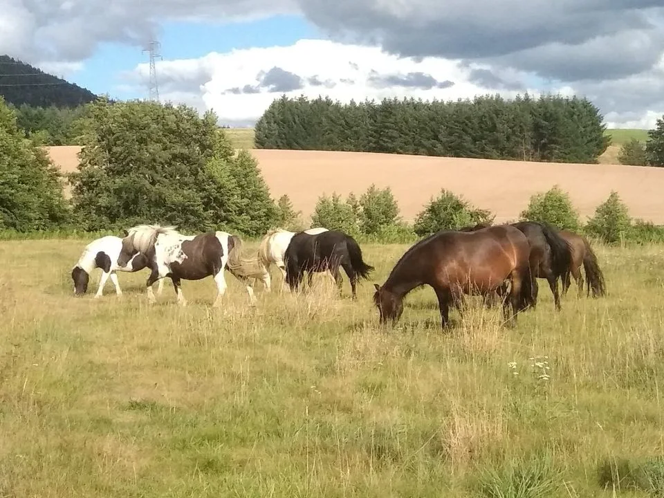 Chevaux dans les prés du Clos Yakari dans les Vosges